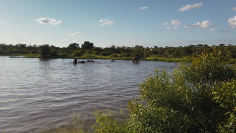 Manada-De-Elefantes-Refrescándose-En-Un-Cuerpo-Abierto-De-Agua,-Klaserie-Private-Game-Reserve,-Sudáfrica
