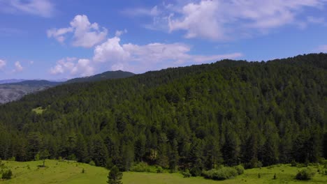 Pine-trees-fairy-forest-surrounded-by-grassy-meadows