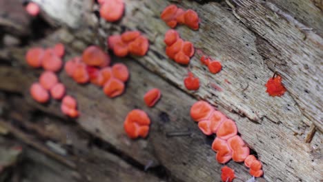 Macro-close-up-of-small-red-mushrooms-growing-on-the-side-of-a-fallen-log-in-the-forest-of-the-Rocky-Mountains-in-Utah,-USA