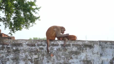 Monkeys-Cleaning-And-Taking-Care-Of-Each-Other-While-On-A-Concrete-Barrier-Wall-In-Agra-City,-India