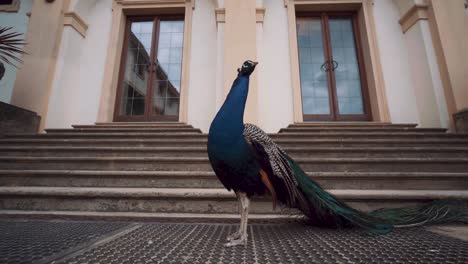 Male-blue-Peacock-stands-gracefully-outside-house,-close-up