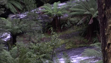 Two-waterfall-streams-flowing-in-rainforest
