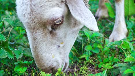 Sheep-Eating-Green-Grass-On-The-Meadow-In-Manali,-Himachal-Pradesh,-India