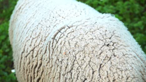 Macro-Shot-Of-Sheep's-Fleece-In-Manali,-Himachal-Pradesh,-India---close-up