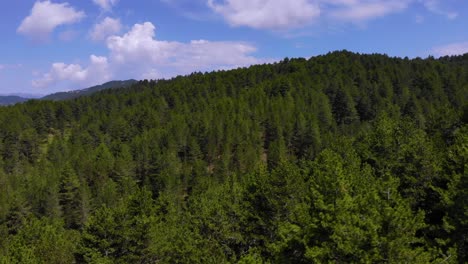 Pine-trees-forest-in-beautiful-mountains-with-no-people