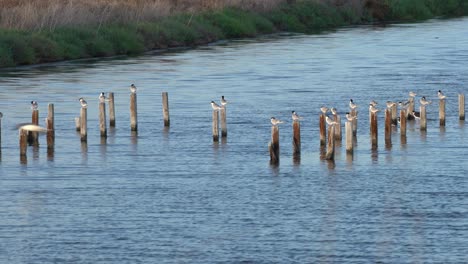 Bird-watching-at-Baylands-Nature-Preserve-in-Palo-Alto,-California