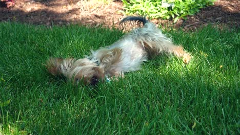 Süßer-Yorkie-Hund,-Der-Mit-Stock-Im-Gras-Spielt---180fps-Zeitlupen-Yorkshire-Terrier
