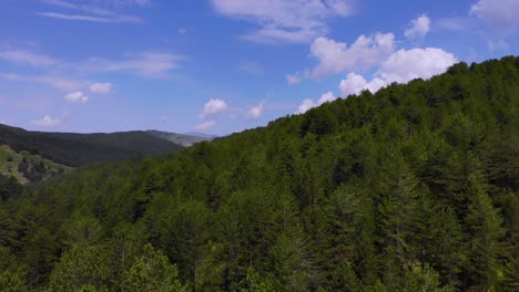 Pine-woods-forest-and-mountain-valley-with-white-clouds-and-blue-sky-in-summer-day