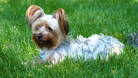 Glücklicher-Kleiner-Yorkie-Hund,-Der-Sich-Im-Gras-Hinlegt-Und-Sich-Umschaut---60-Fps