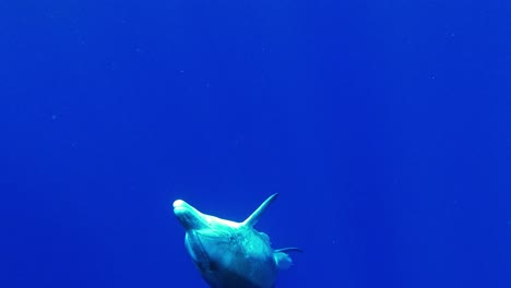 A-Bottlenose-Dolphin-swimming-to-the-surface-from-the-deep---underwater