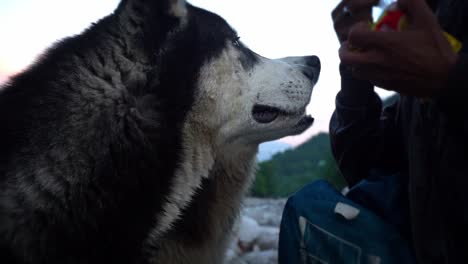 Two-Hungry-Siberian-Huskies-Looking-And-Sniffing-On-A-Pack-Of-Food-Held-By-A-Man-In-Manali,-India---close-up