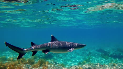 Un-Hermoso-Tiburón-De-Punta-Blanca-Nadando-En-Aguas-Poco-Profundas---Bajo-El-Agua