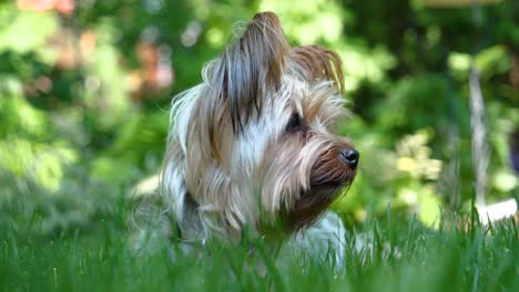Cute-Yorkie-Dog-Lying-Down-and-Looking-Around---Shallow-Focus-Bokeh-CU-Close-Up-60fps