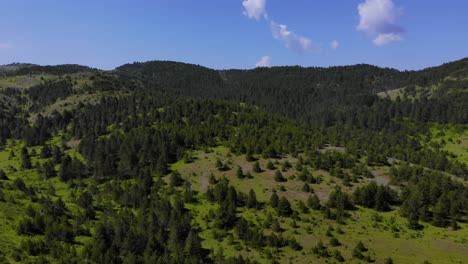 Mountain-forest-with-spruce-and-pine-trees-surrounded-by-green-meadows-on-a-bright-sky-in-summer