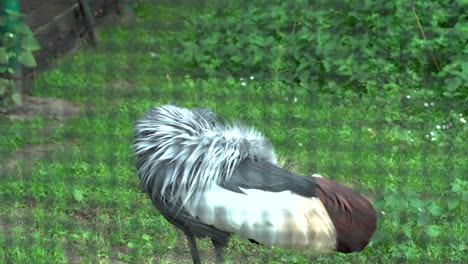 South-African-Crowned-Crane-with-a-beautiful-mane,-nibbles-his-body,-spins-his-head-sideways