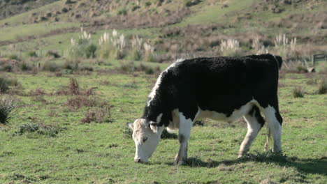 Vaca-Pastando-En-El-Prado-Abierto