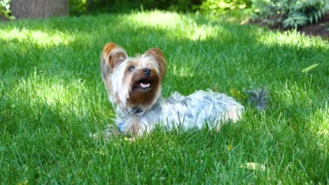 Süßer-Glücklicher-Kleiner-Yorkie-Hund,-Der-Im-Gras-Liegt-Und-Hechelt---60-Fps