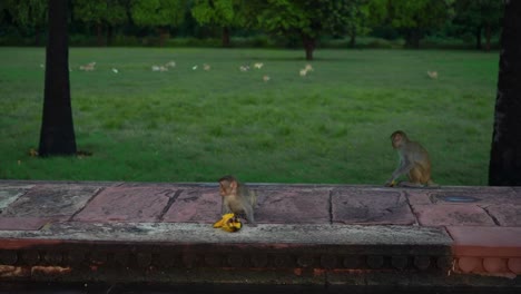 Monkeys-Roaming-Around-And-Some-Eating-Ripe-Fruits-On-A-Pavement-At-The-Park-In-Agra,-India---Medium-Shot