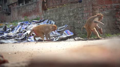 Funny-Moments-Of-Animal-World-|-Ayodhya-,-Uttar-Pradesh-,India---Greedy-Monkey-Securing-Its-Food-Running-Away-From-Other-Monkeys---Medium-Shot