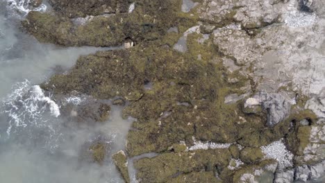 Luftaufnahme-Aus-Der-Vogelperspektive-Absteigende-Rotation-über-Felsiger-Algenküste-Felsenpoollandschaft