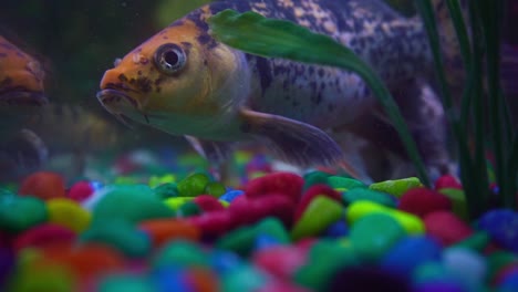 Beautiful-Koi-swimming-over-colorful-pebbles---Aquarium-life---Close-up