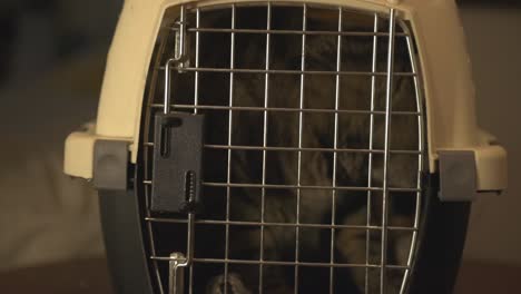 Striped-Cat-Inside-The-Closed-Pet-Carrier-Box