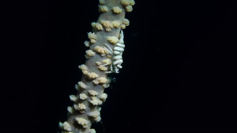 Anker's-Whip-Coral-Shrimp-Pontonides-ankeri-Lembeh-4k-25fps