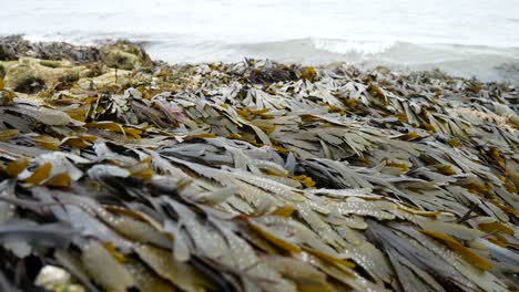 Rocky-seaweed-covered-seashore-close-up-with-ocean-waves-splashing-in-background-dolly-right