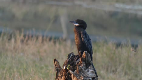 Indian-cormorant-mp4--...