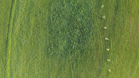 Overhead-rotating-aerial-4k-shot-of-a-green-field-in-Dolní-Morava,-Czech-Republic-with-a-line-of-young-tree-saplings-next-to-an-oval-shaped-growth-of-bushes