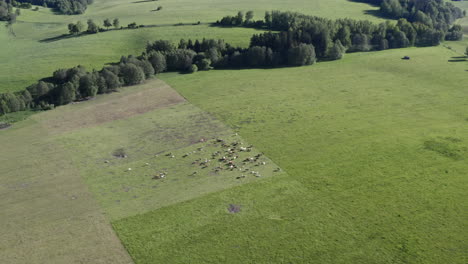 Zooming-aerial-4k-shot-of-a-herd-of-cows-standing-in-the-middle-of-a-grassy-field-surrounded-by-trees-in-Dolní-Morava,-Czech-Republic-and-grazing-on-a-sunny-day