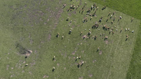 Overhead-aerial-4k-shot-of-a-herd-of-cows-standing-on-a-square-shaped-field-in-the-middle-of-a-grassy-plain-in-Dolní-Morava,-Czech-Republic-and-grazing