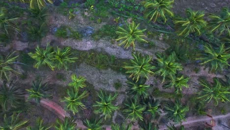 Tropische-Palmenwipfel-Auf-Der-Ländlichen-Stadt-In-Südgoa,-Indien