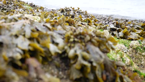 Rocky-seaweed-covered-coastline-close-up-with-ocean-waves-splashing-in-background-dolly-left-shallow-focus