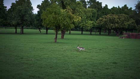 Ciervos-Pastando-En-Los-Prados-En-El-Jardín-En-La-Tumba-De-Akbar-Agra,-Uttar-Pradesh,-India
