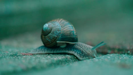 Slowly-crawling-snail-on-the-footpath-road-close-up-macro-shot