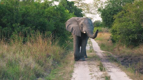 Huge-elephant-blocking-the-dusty-road-in-the-middle-of-Africa-looking-straight-into-camera