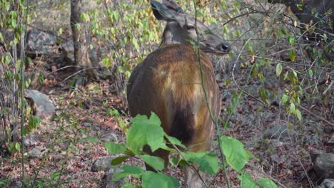 Backside-Of-The-Young-Sambar-Deer-In-Ranthambore-National-Park-In-India