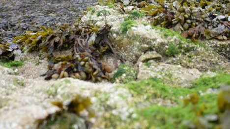 Algen-Botanische-Nahaufnahme-Auf-Felsiger-Küste-Meereslandschaft-Nahaufnahme-Dolly-Rechts
