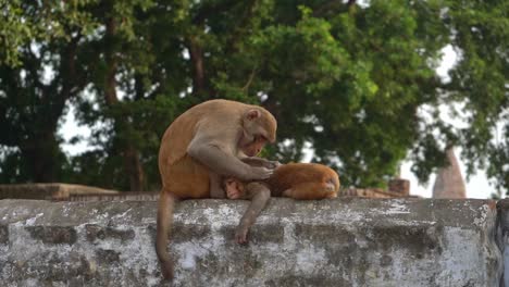 Brown-Monkey-Sitting-On-Top-Of-Concrete-Wall-Looking-Lice-On-Her-Infant-In-Agra,-India