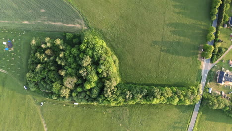 Overhead-rotating-aerial-4k-shot-of-a-tree-grove-in-the-shape-of-a-fan-glove-in-a-green-field-next-to-a-road-and-houses-in-Dolní-Morava,-Czech-Republic