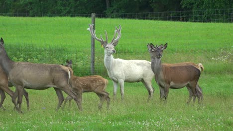 Many-deer-graze-in-the-green-meadow-in-the-deer-garden