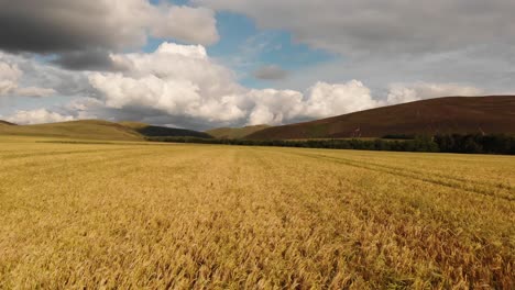 Wheat-fields-in-the-Pentland-Hills,-Scotland--Aerial-view