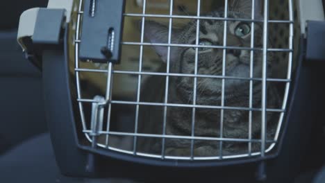 Domestic-Cat-Inside-The-Pet-Carrier