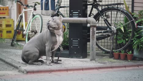 Un-Perro-Pitbull-Mirando-A-La-Gente-Pasar-Mientras-Espera-A-Su-Dueño-Afuera-En-Tokio,-Japón---Plano-Medio