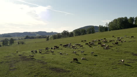 Rotating-aerial-4k-shot-of-a-herd-of-cows-standing-on-a-grassy-plain-in-Dolní-Morava,-Czechia,-and-grazing-on-a-sunny-day-with-trees-and-hills-in-the-background