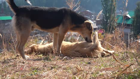 Male-Dog-Sniffing-On-A-Female-Dog-In-Grass