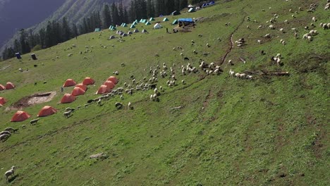 Herd-of-Sheep-Scattered-In-Grassy-Meadow-In-Sar-Pass-India---aerial-shot