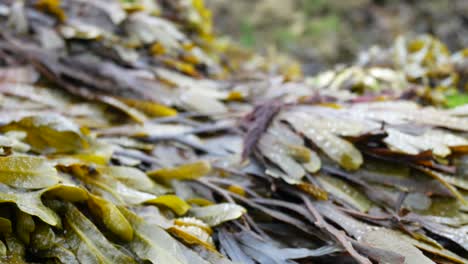 Seaweed-algae-closeup-on-shoreline-marine-landscape-close-up-dolly-right