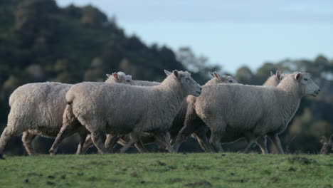 herd-of-sheep-walking-closely-together